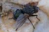350421 – Photo : ANDRE LABETAA – France (66)