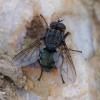 350374 – Photo : ANDRE LABETAA – France (66)