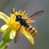 350400 – Photo : ANDRE LABETAA – France (66)