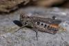 350520 – Photo : ANDRE LABETAA – France (66)