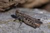 350518 – Photo : ANDRE LABETAA – France (66)