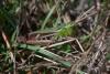 350512 – Photo : ANDRE LABETAA – France (66)