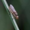 350585 – Photo : ANDRE LABETAA – France (66)