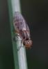 350666 – Photo : ANDRE LABETAA – France (66)