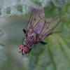 350874 – Photo : ANDRE LABETAA – France (66)