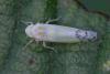 350924 – Photo : ANDRE LABETAA – France (66)