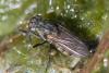 350839 – Photo : ANDRE LABETAA – France (66)