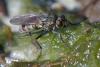 350838 – Photo : ANDRE LABETAA – France (66)