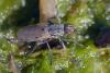 350788 – Photo : ANDRE LABETAA – France (66)