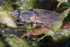 350866 – Photo : ANDRE LABETAA – France (66)