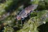 350789 – Photo : ANDRE LABETAA – France (66)