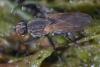 350848 – Photo : ANDRE LABETAA – France (66)