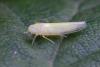350816 – Photo : ANDRE LABETAA – France (66)