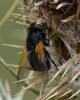 350934 – Photo : ANDRE LABETAA – France (66)