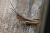 350208 – Photo : ANDRE LABETAA – France (66)
