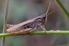 350211 – Photo : ANDRE LABETAA – France (66)