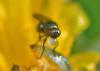 350928 – Photo : Oryctes – France (59)