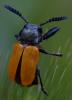 350429 – Photo : ANDRE LABETAA – France (66)