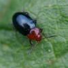 350449 – Photo : ANDRE LABETAA – France (66)