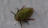350236 – Photo : Christian Berquer – France (50)
