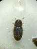 350358 – Photo : Tristan Maury-Caudal – France (37)