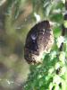350664 – Photo : Mathurin CARNET – France (89)