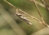 350427 – Photo : Philippe Fourtier – France (06)
