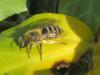 350813 – Photo : jean jagerschmidt – France (22)