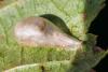 350221 – Photo : Jean-Claude Lablanquie – France (63)