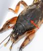 350354 – Photo : Lucas HERMSDORFF – France (86)
