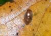 350414 – Photo : Augustin Le Roux – France (08)