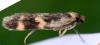 350471 – Photo : Bertrand Debroize – France (22)