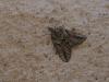 350300 – Photo : BourrinOman – France (83)