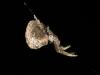 350239 – Photo : Cédric Mondy – France (77)