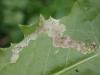 350209 – Photo : Luc Bettinelli – France (25)