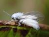 350308 – Photo : Luc Bettinelli – France (25)