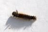 350714 – Photo : J.Ygnard – France (77)