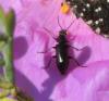 350261 – Photo : Bernard Schott – France (13)
