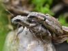 350301 – Photo : Liliane Delattre – France (30)