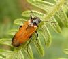350073 – Photo : Xavier Gouverneur – France (22)