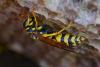 350022 – Photo : Bernard LAVIRON – France (31)