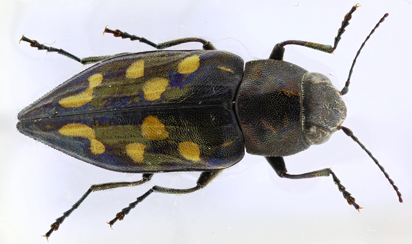 Nicolas Paris - Trachypteris picta picta - réf. 350868 (1400 x 831 pixels, 202 ko)