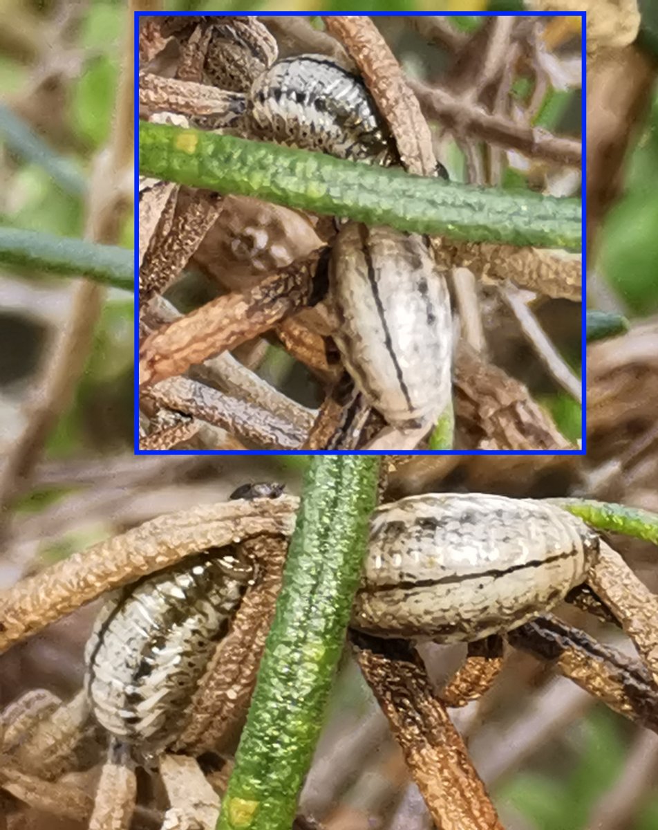 Florian ALONSO - Chrysolina (Taeniochrysea) americana - réf. 350670 (952 x 1200 pixels, 211 ko)