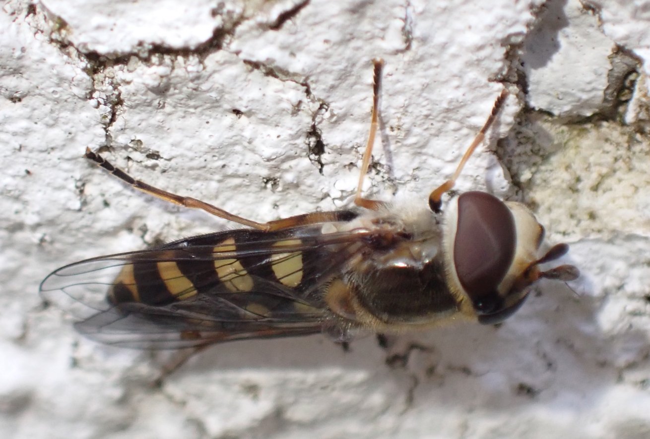 Catherine Reymonet-Smitten - Eupeodes (Eupeodes) luniger - réf. 350926 (1310 x 886 pixels, 173 ko)