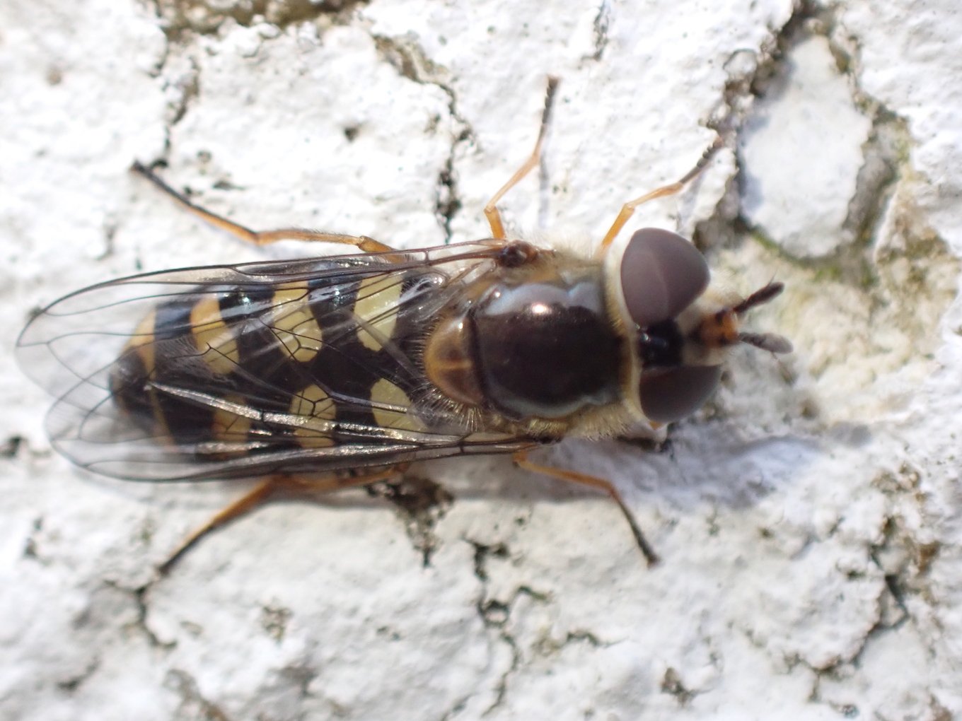 Catherine Reymonet-Smitten - Eupeodes (Eupeodes) luniger - réf. 350925 (1360 x 1020 pixels, 172 ko)