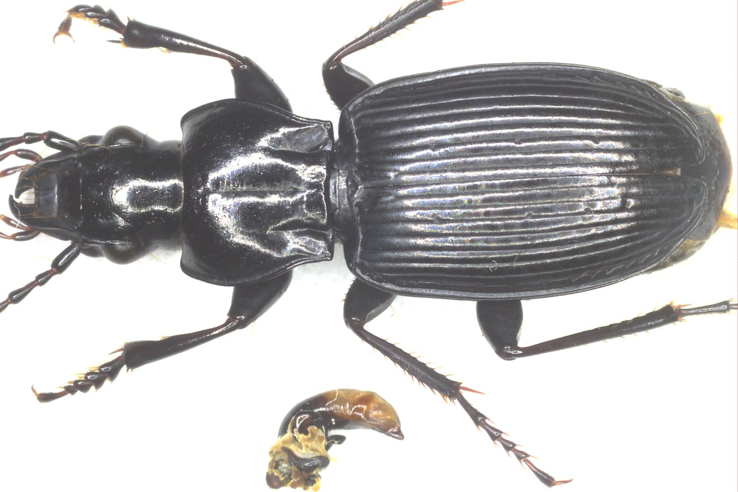 Thomas Gelis - Pterostichus (Pterostichus) cristatus - réf. 350870 (1500 x 1000 pixels, 191 ko)