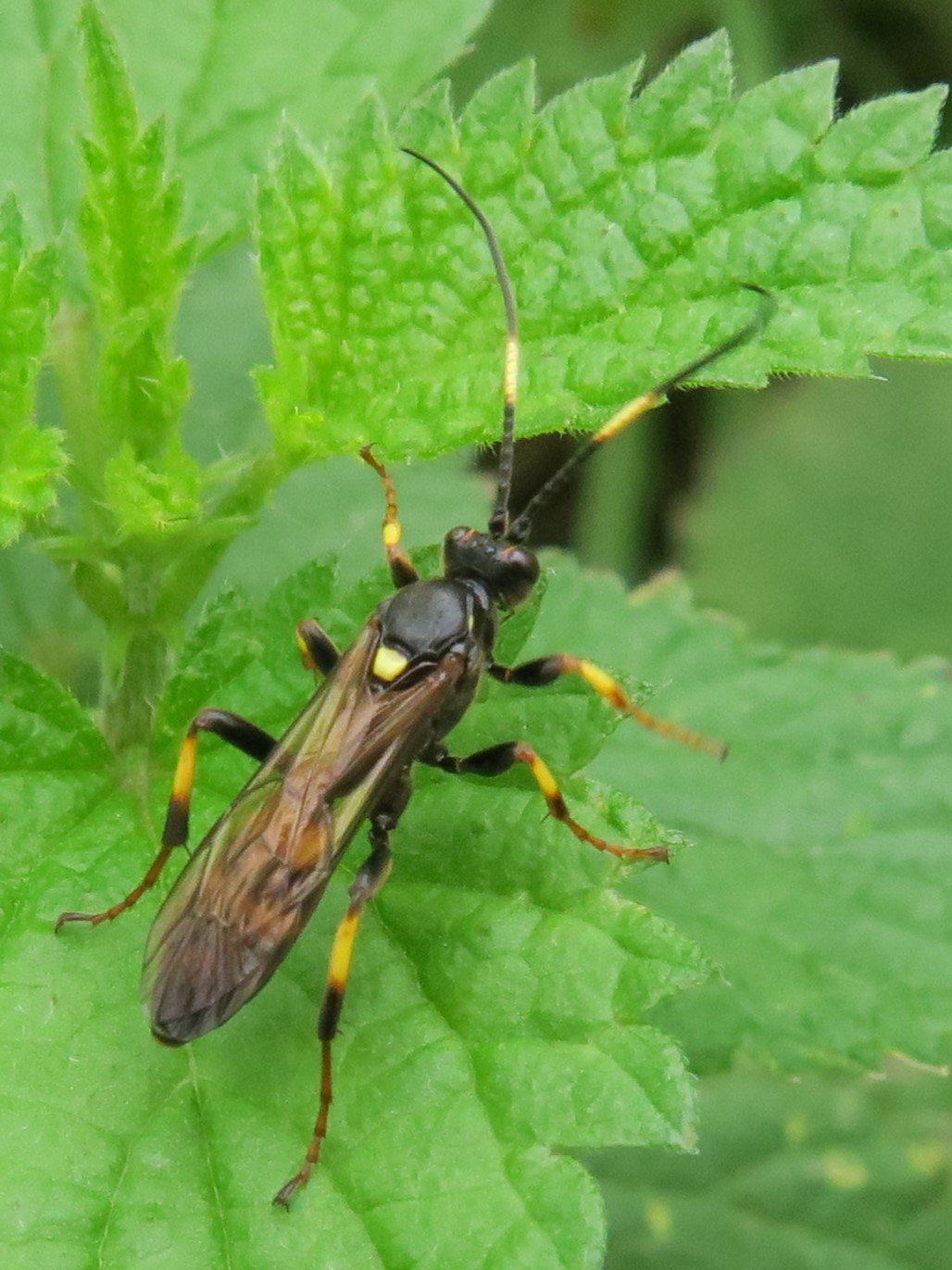Hélène LAVIRON - Diphyus palliatorius - réf. 350872 (1028 x 1371 pixels, 215 ko)