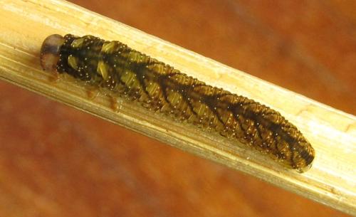 Réf. 351 051 : Tenthredo campestris