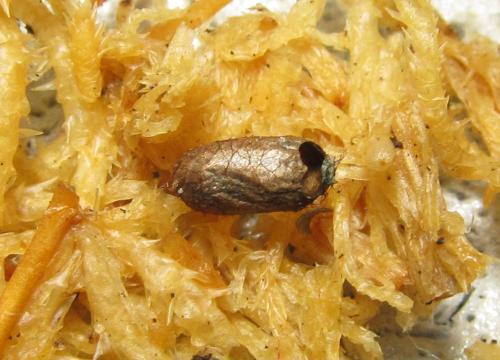 Réf. 351 293 : Pristiphora abbreviata