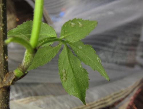 Réf. 351 425 : Macrophya infumata